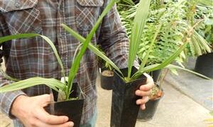 SABAL PALMETTO THE PALMETTO PALM