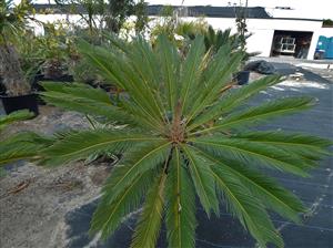 CYCAS REVOLUTA – THE SAGO PALM MOST POPULAR CYCAD IN THE WORLD