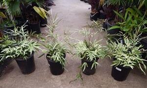 SILVER BRAKE FERN PTERIS CRETICA