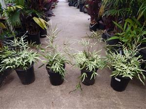 SILVER BRAKE FERN PTERIS CRETICA