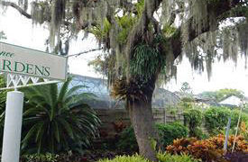 SPANISH MOSS TILLANDSIA USNEOIDES