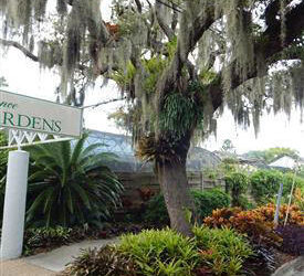 SPANISH MOSS TILLANDSIA USNEOIDES