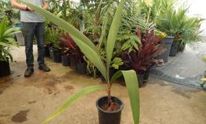 SYAGRUS KELLYANA SMALL TO MEDIUM SIZED PINNATE PALM A RARE AND SMALLER ALTERNATIVE TO THE QUEEN PALM