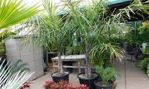 SYAGRUS PICROPHYLLA HYBRID SUPER RARE SYAGRUS HYBRID