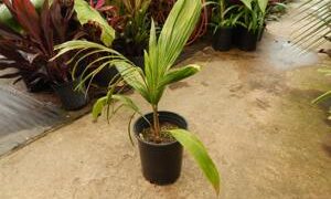SYAGRUS SANCONA THE SOUTH AMERICAN FOXTAIL PALM