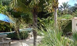 SYAGRUS SCHIZOPHYLLA MEDIUM HEIGHT GREEN SINGLE TRUNK PINNATE PALM