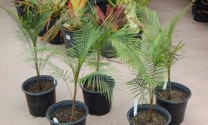 SYAGRUS (LYTOCARYUM) WEDDELLIANUM DWARF SINGLE TRUNK PINNATE PALM
