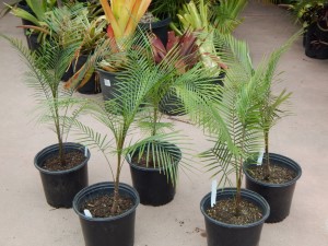SYAGRUS (LYTOCARYUM) WEDDELLIANUM DWARF SINGLE TRUNK PINNATE PALM