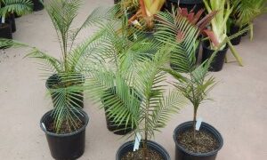 SYAGRUS (LYTOCARYUM) WEDDELLIANUM DWARF SINGLE TRUNK PINNATE PALM