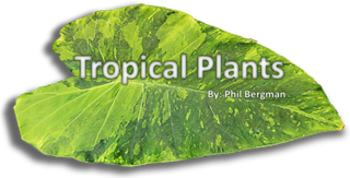 NEW WEBSITE FEATURE!  SEE ALL OUR TOPICAL PLANTS AT ONCE - ONE PAGE