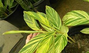 VARIEGATED SHELL GINGER NICE 5G SIZE READY FOR THE GARDEN