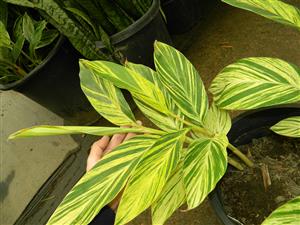 VARIEGATED SHELL GINGER NICE 5G SIZE READY FOR THE GARDEN