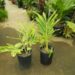VARIEGATED SHELL GINGER NICE 5G SIZE READY FOR THE GARDEN