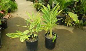 VARIEGATED SHELL GINGER NICE 5G SIZE READY FOR THE GARDEN