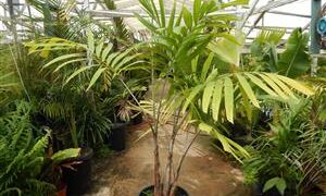 VEITCHIA ARECINA EXOTIC MEDIUM TO TALL PINNATE SUN PALM
