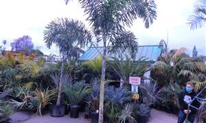 WODYETIA BIFURCATA THE FOXTAIL PALM