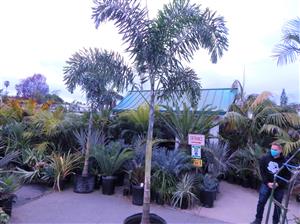 WODYETIA BIFURCATA THE FOXTAIL PALM