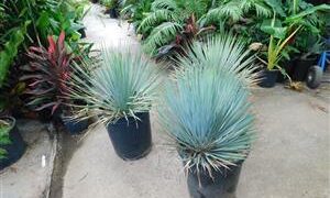 YUCCA ROSTRATA BLUE SUCCULENT WITH AMAZING COLD HARDINESS