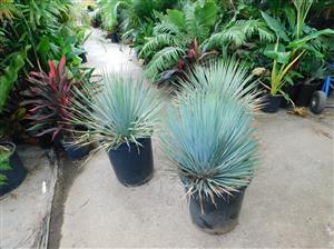 YUCCA ROSTRATA BLUE SUCCULENT WITH AMAZING COLD HARDINESS