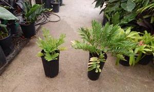 ZAMIA AMBLYPHYLLIDIA DWARF GREEN CYCAD