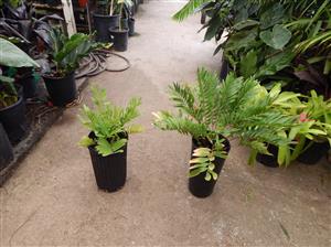 ZAMIA AMBLYPHYLLIDIA DWARF GREEN CYCAD