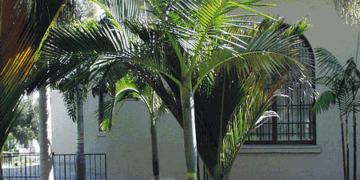 ARCHONTOPHOENIX BEATRICAE AN  UNUSUAL TYPE OF KING PALM