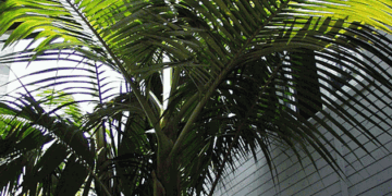 ARCHONTOPHOENIX TUCKERI RARE AUSTRALIAN TYPE OF KING PALM