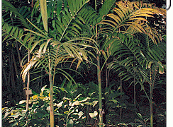ARECA MACROCARPA PHILIPPINE PALM