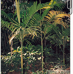 ARECA MACROCARPA PHILIPPINE PALM