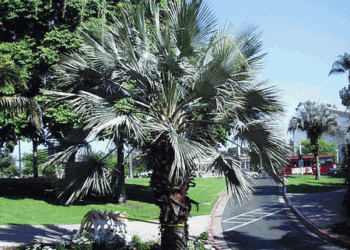 BRAHEA ARMATA THE MEXICAN BLUE FAN PALM BLUE HESPER PALM