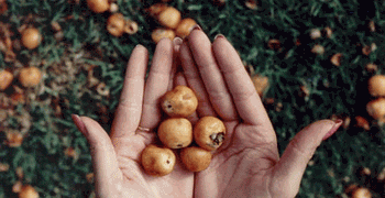 BAD PALM SEEDS? HOW CAN YOU TELL?