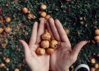 BAD PALM SEEDS? HOW CAN YOU TELL?