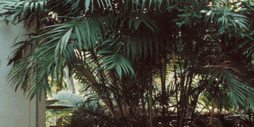 CHAMAEDOREA SCHIPPII AN ALMOST UNKNOWN AND NEVER AVAILABLE SPECIES