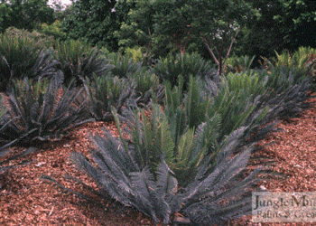 CYCAS PANZHIHUAENSIS X CYCAS DEBAOENSIS CYCAD HYBRID OF TWO RARE SPECIES