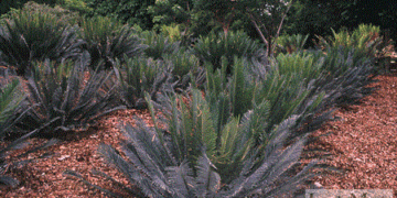 CYCAS PANZHIHUAENSIS X CYCAS DEBAOENSIS CYCAD HYBRID OF TWO RARE SPECIES