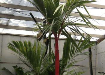 CYRTOSTACHYS RENDA – AKA CYRTOSTAHYS LAAKA THE LIPSSTICK OR RED SEALING WAX PALM