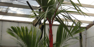 CYRTOSTACHYS RENDA – AKA CYRTOSTAHYS LAAKA THE LIPSSTICK OR RED SEALING WAX PALM