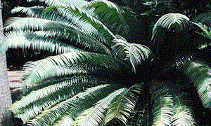 DIOON SPECIES “RIO VERDE” MEXICAN CYCAD WITH LONG LEAVES