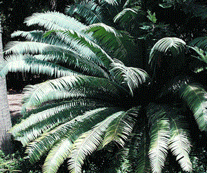 DIOON SPECIES “RIO VERDE” MEXICAN CYCAD WITH LONG LEAVES