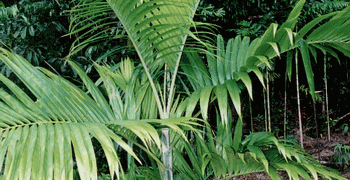 DYPSIS LANCEOLATA NATIVE TO COMORO ISLANDS USUALLY A SUCKERING PALM