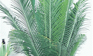 ENCEPHALARTOS CERINUS DWARF SOUTH AFRICAN SPECIES