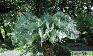 ENCEPHALARTOS EUGENE-MARAISII BLUE SOUTH AFRICAN CYCAD FROM THE TRANSVAAL AREA