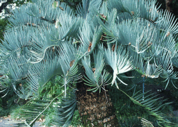 ENCEPHALARTOS EUGENE-MARAISII BLUE SOUTH AFRICAN CYCAD FROM THE TRANSVAAL AREA