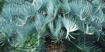 ENCEPHALARTOS EUGENE-MARAISII BLUE SOUTH AFRICAN CYCAD FROM THE TRANSVAAL AREA