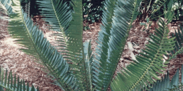 ENCEPHALARTOS MUNCHII A RARE BLUE TO GREEN CENTRAL AFRICAN CYCAD