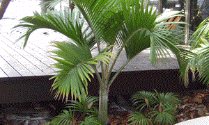 HEDYSCEPE CANTERBURYANA FROM LORD HOWE ISLAND