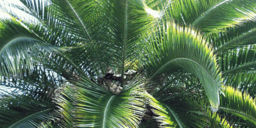PHOENIX RUPICOLA THE CLIFF DATE PALM