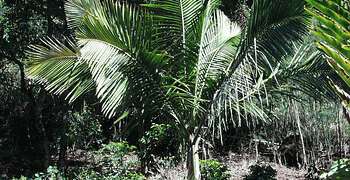 PRESTOEA MONTANA AKA PRESTOEA ACUMINATA VAR. MONTANA