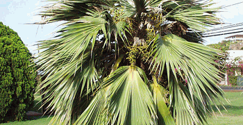 PRITCHARDIA SPECIMEN PALMS FOR SALE MEDIUM SIZED HAWAIIAN FAN PALM