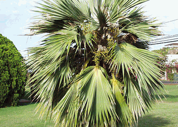 PRITCHARDIA SPECIMEN PALMS FOR SALE MEDIUM SIZED HAWAIIAN FAN PALM